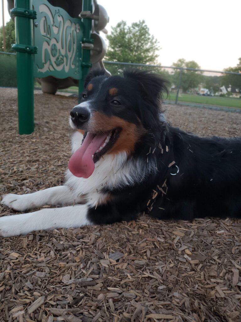 a happy dog on a playground