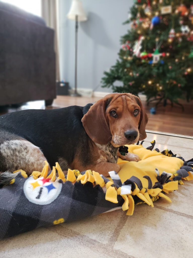 dog on a steelers blanket