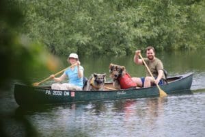 Canoeing with dogs