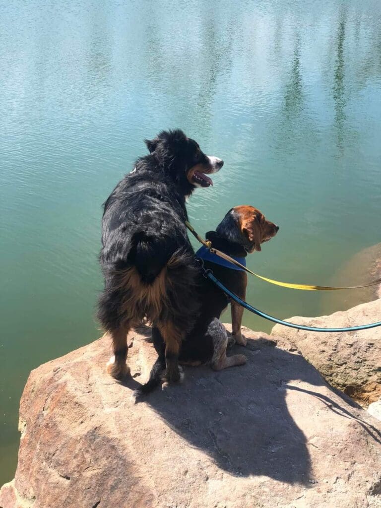 dogs on a rock by the water