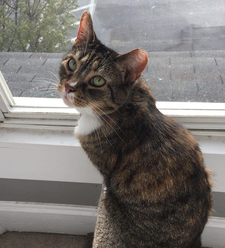 Cat near the window