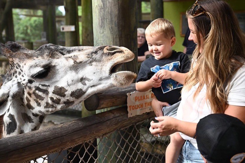 brittany and son feeding a giraffe